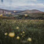 3-facts-about-cotton-grass_featured