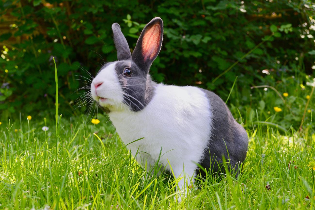 3 facts about cottontail rabbit