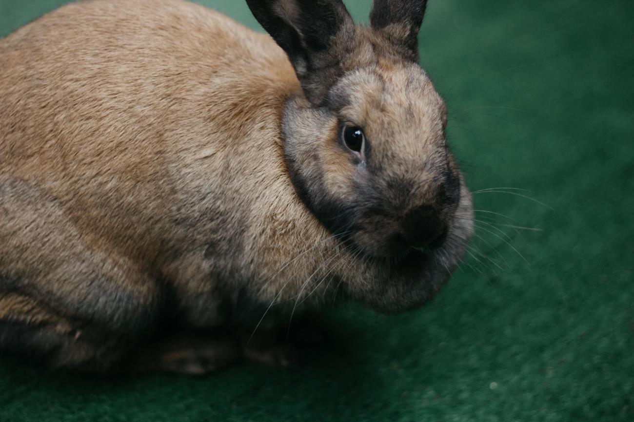 3 facts about cottontail