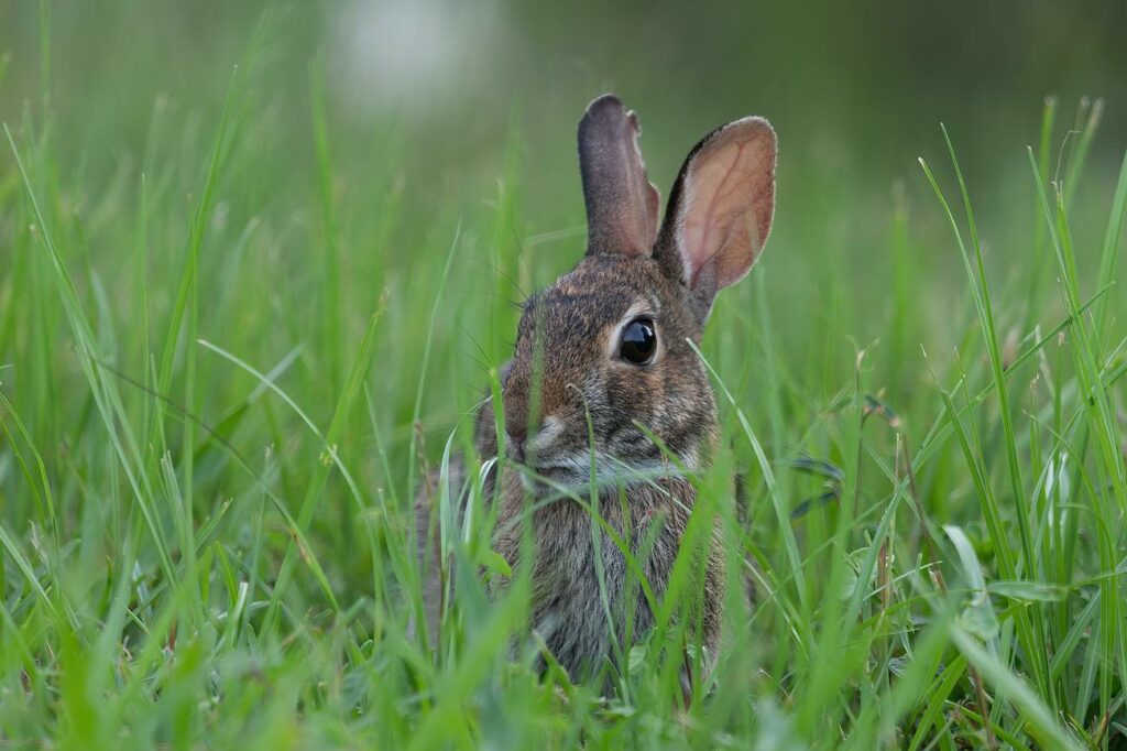Discovering Cottontails Unveiling 3 Fascinating Facts