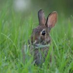 3-facts-about-cottontail_featured