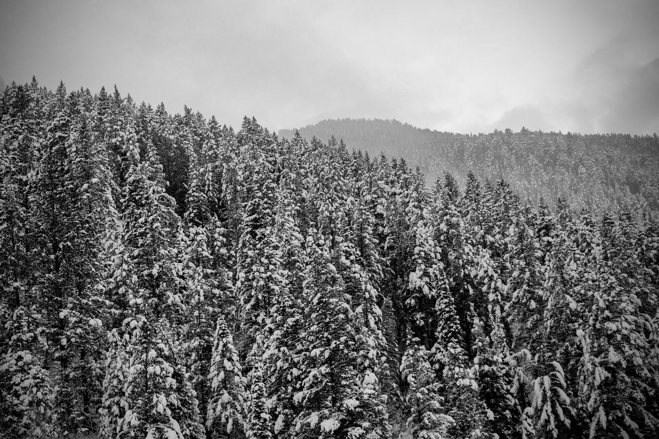 3 facts about cottonwood