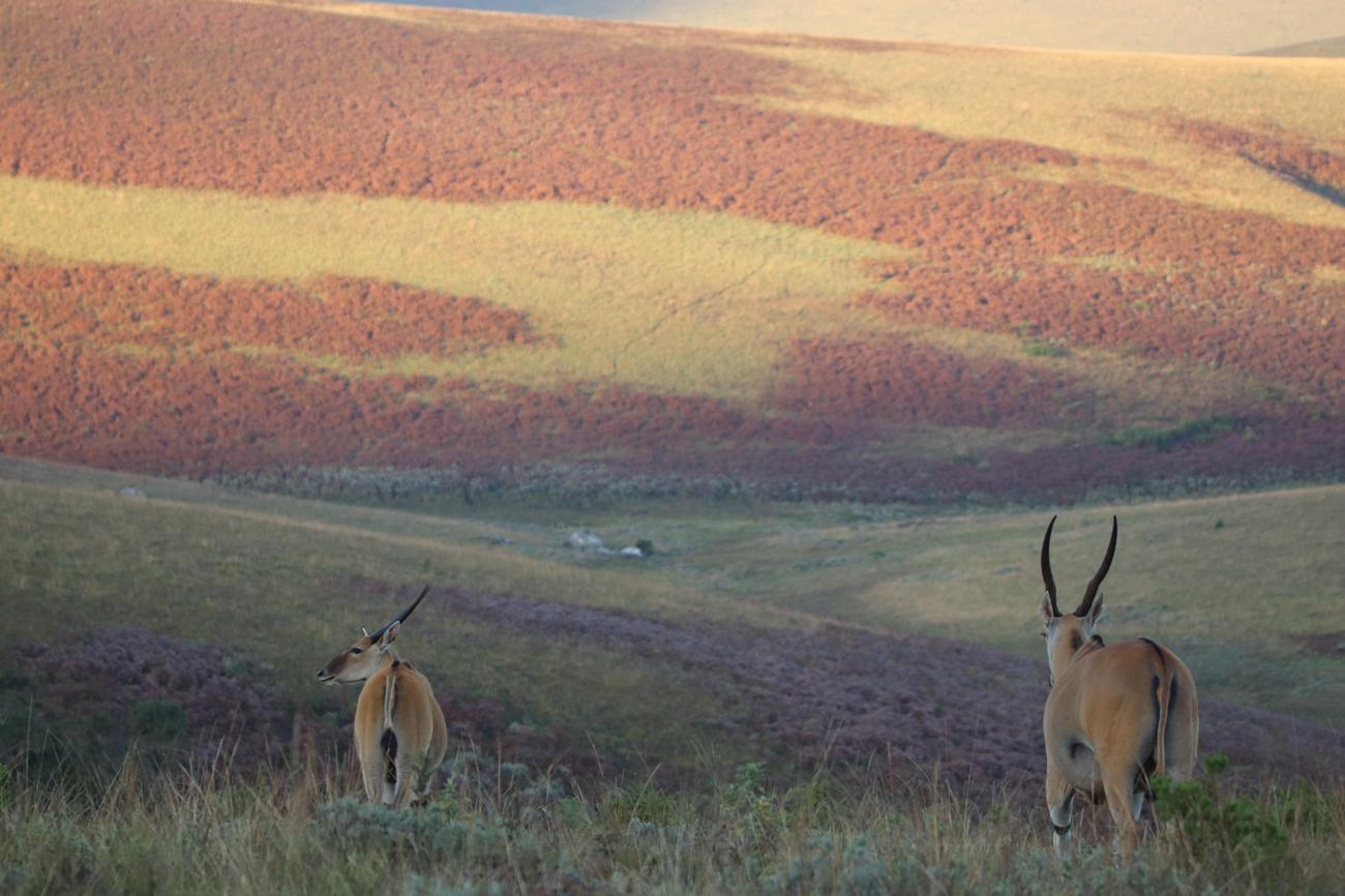5 Facts About Malawi Animals
