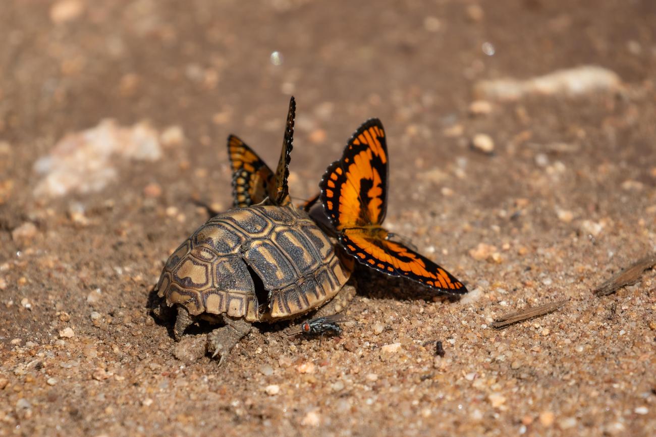 5 Facts About Malawi Animals