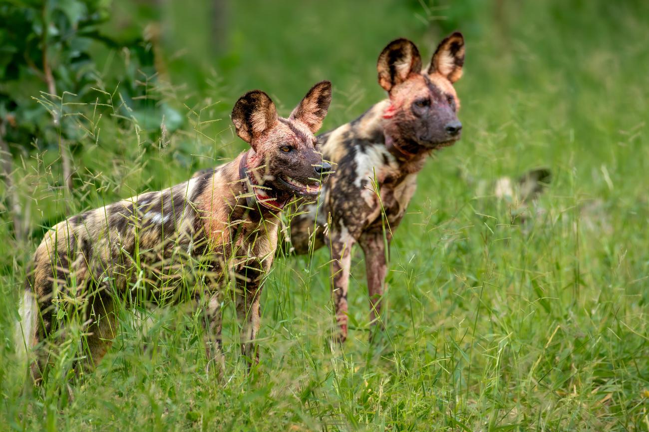 Unveiling The Linguistic Wonders Of Malawi 5 Fascinating Language Facts