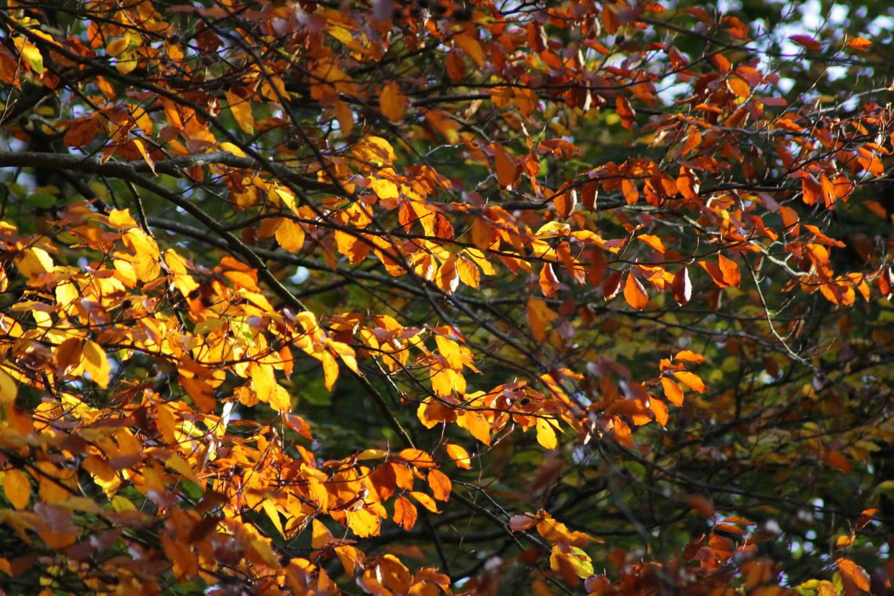 Are maple trees good luck