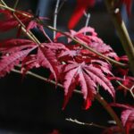 Are-maple-trees-good-luck-_featured