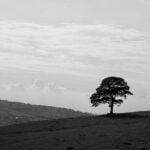 Are-roaches-scared-of-light-_featured