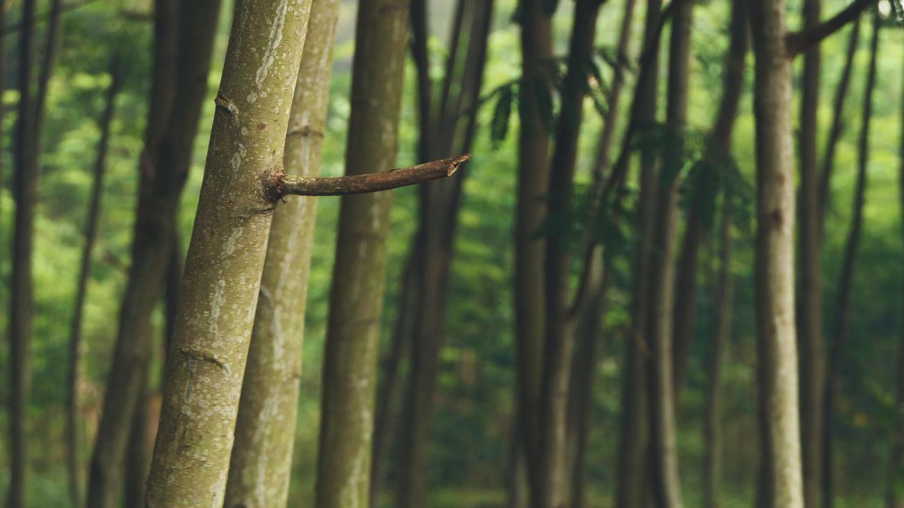 Bamboo Characteristics