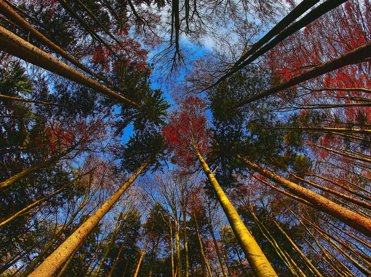 Bamboo as a sustainable resource