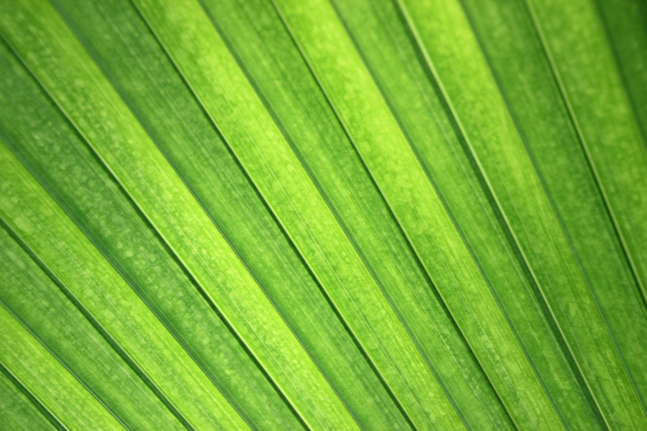 Bamboo growth habits