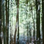 Bamboo-growth-habits_featured