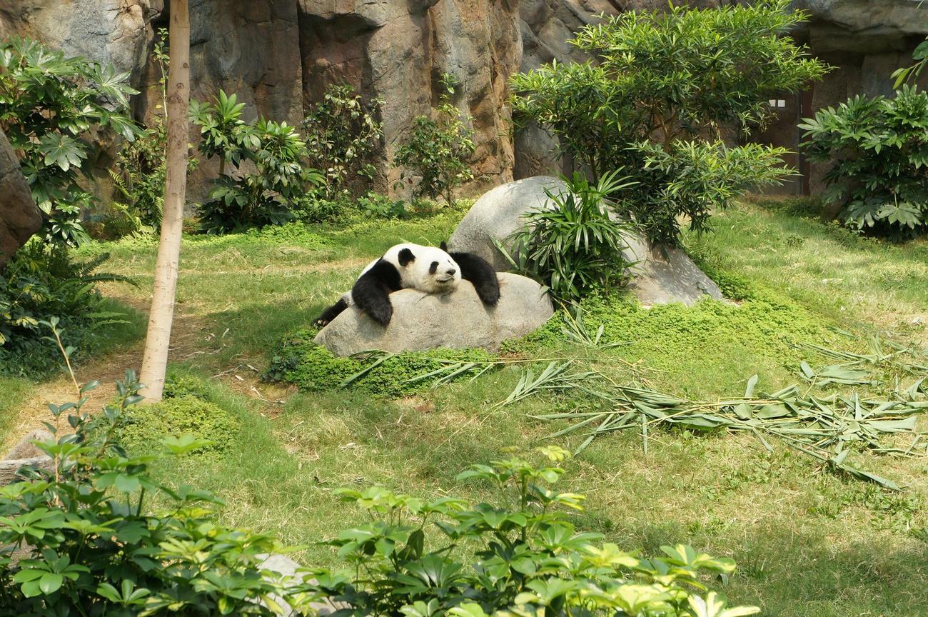Bamboo plant characteristics