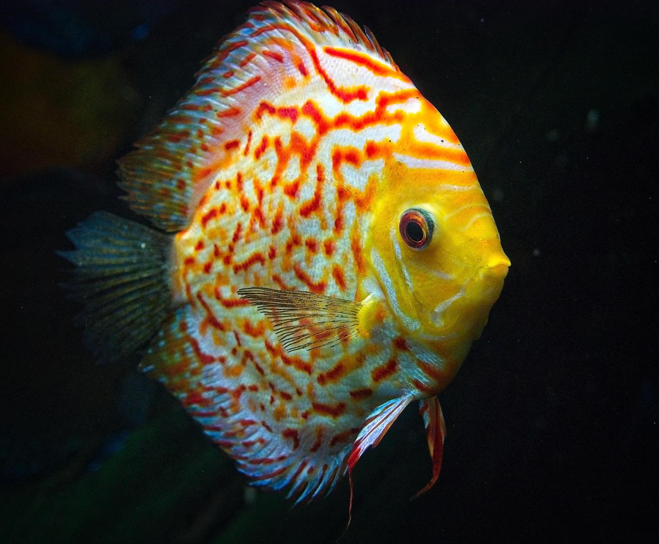 Dangerous Fish In Lake Of The Ozarks