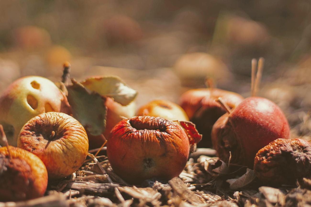 Did you know facts about compost
