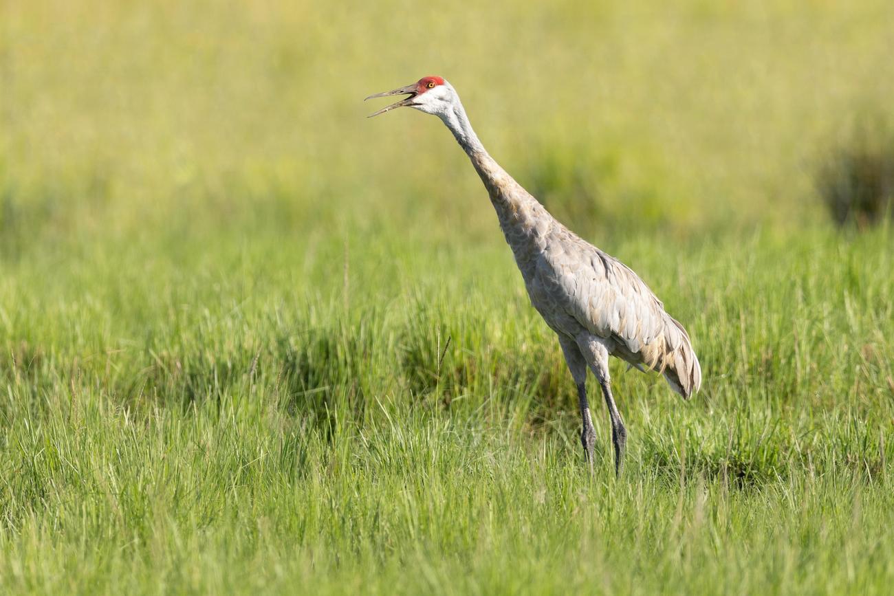 Do cranes have teeth