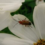 Do-roaches-get-in-hair-_featured