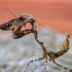 Do-roaches-hate-us-_featured