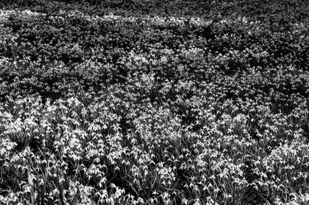 Cotton Farming Understanding the Facts