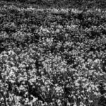 Facts-About-Cotton-Farming_featured