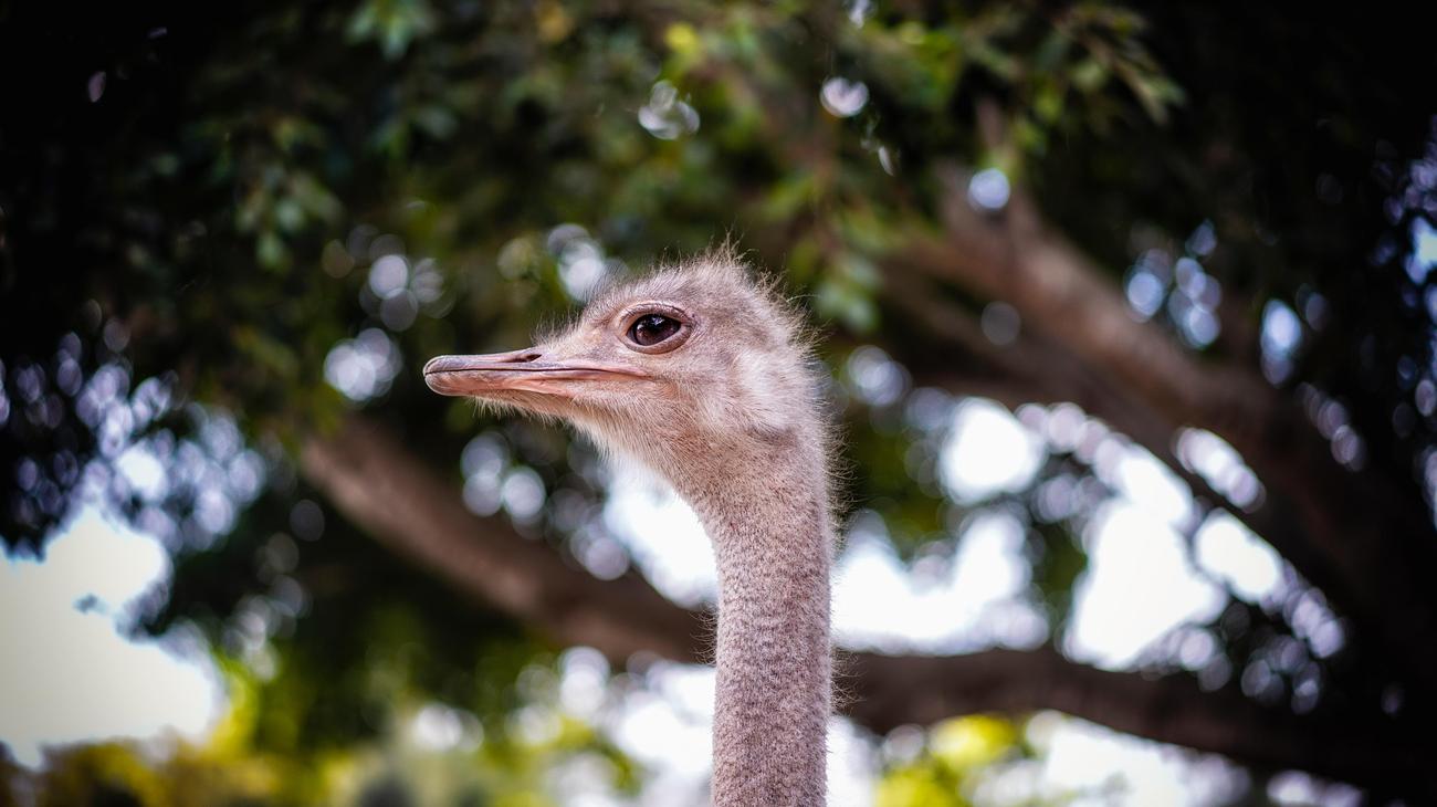 Fascinating trivia about neck muscles