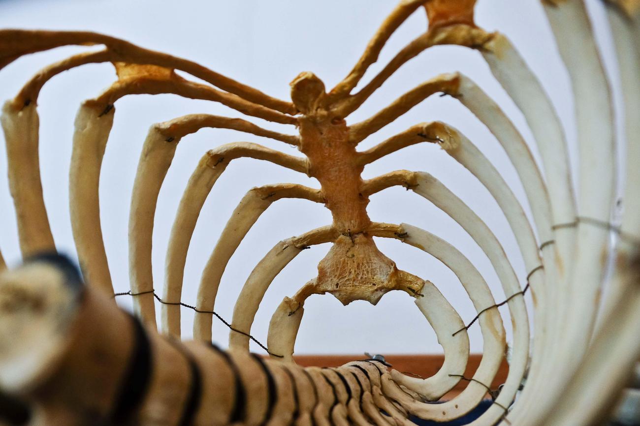 Fun Facts About The Lumbar Spine
