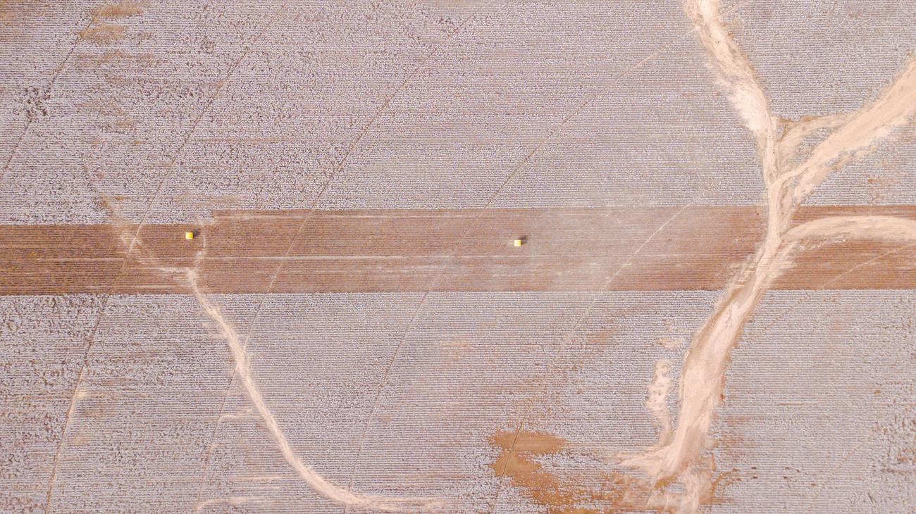 Historical Facts About Cotton