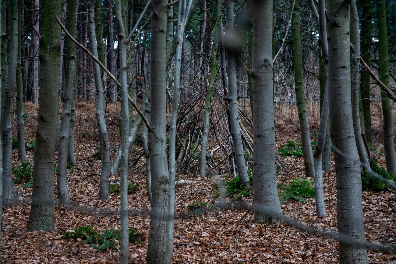 How Fast Does Bamboo Grow