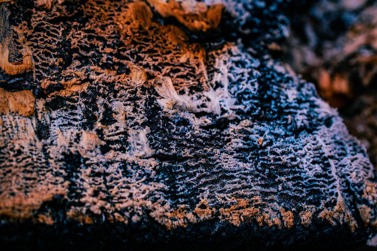 How Many Termites Are In A Colony