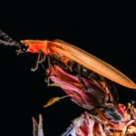 How-nasty-are-roaches-_featured