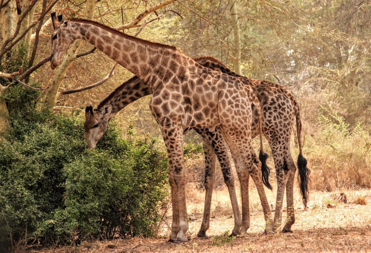 Interesting Facts About Malawi Culture