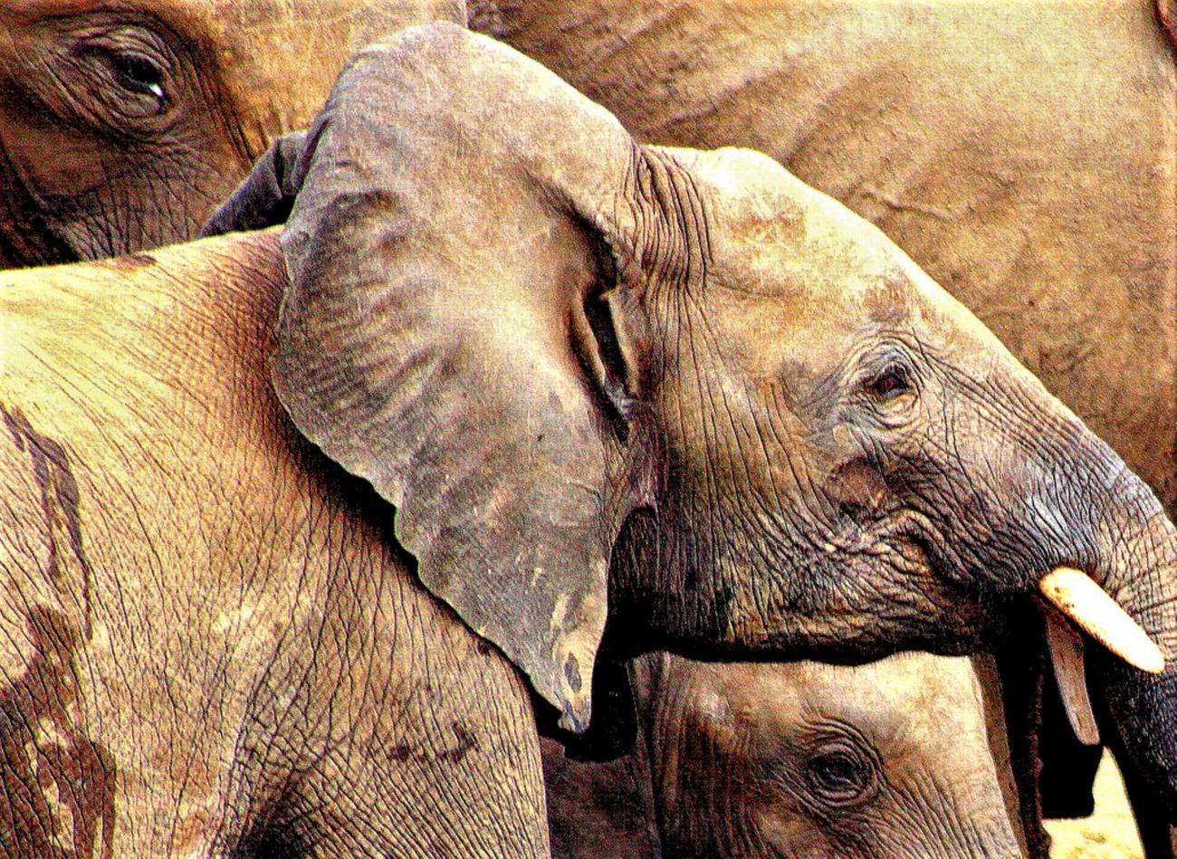 Interesting animal species in Malawi