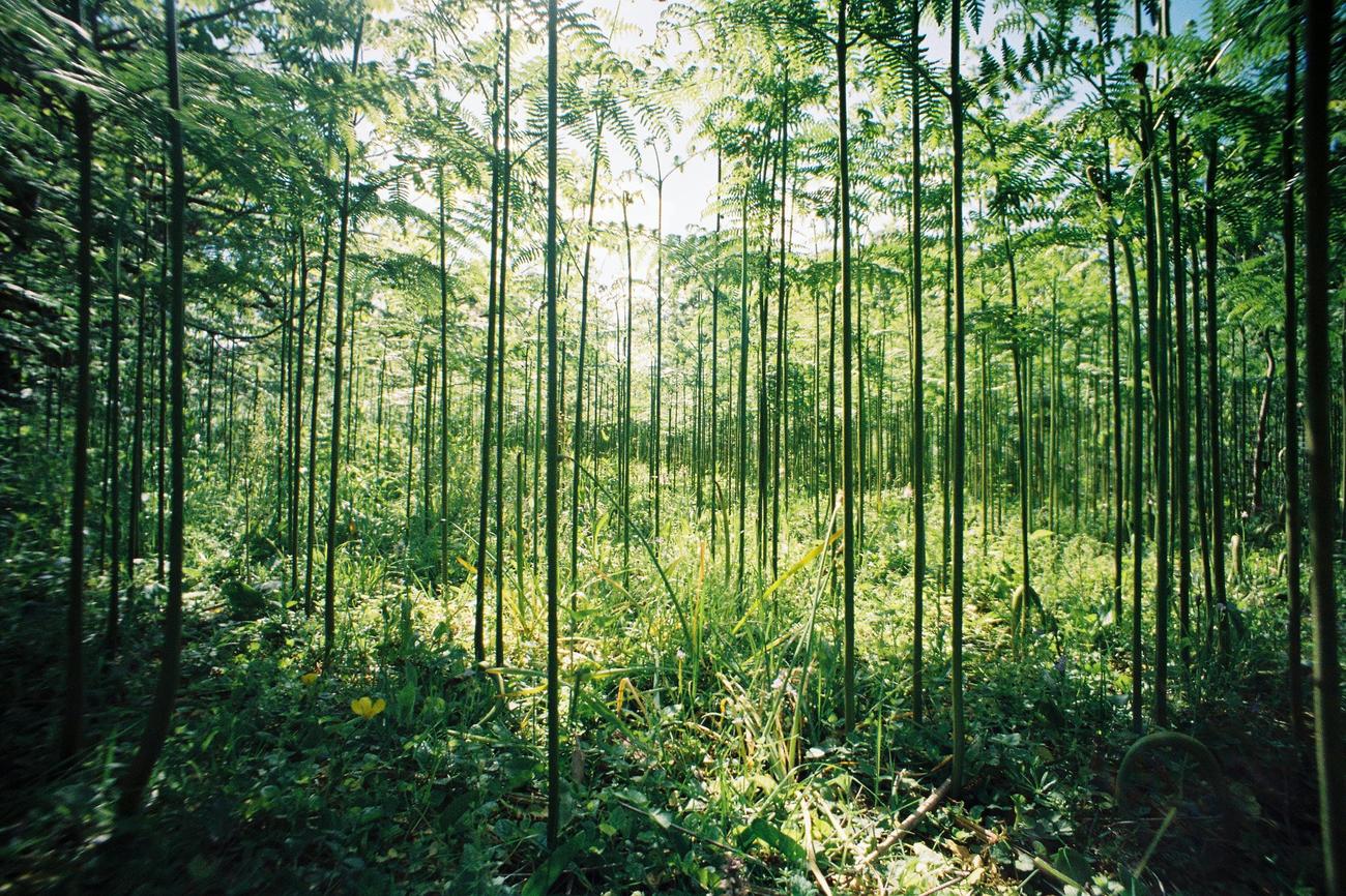 Is Bamboo A Tree Or Grass