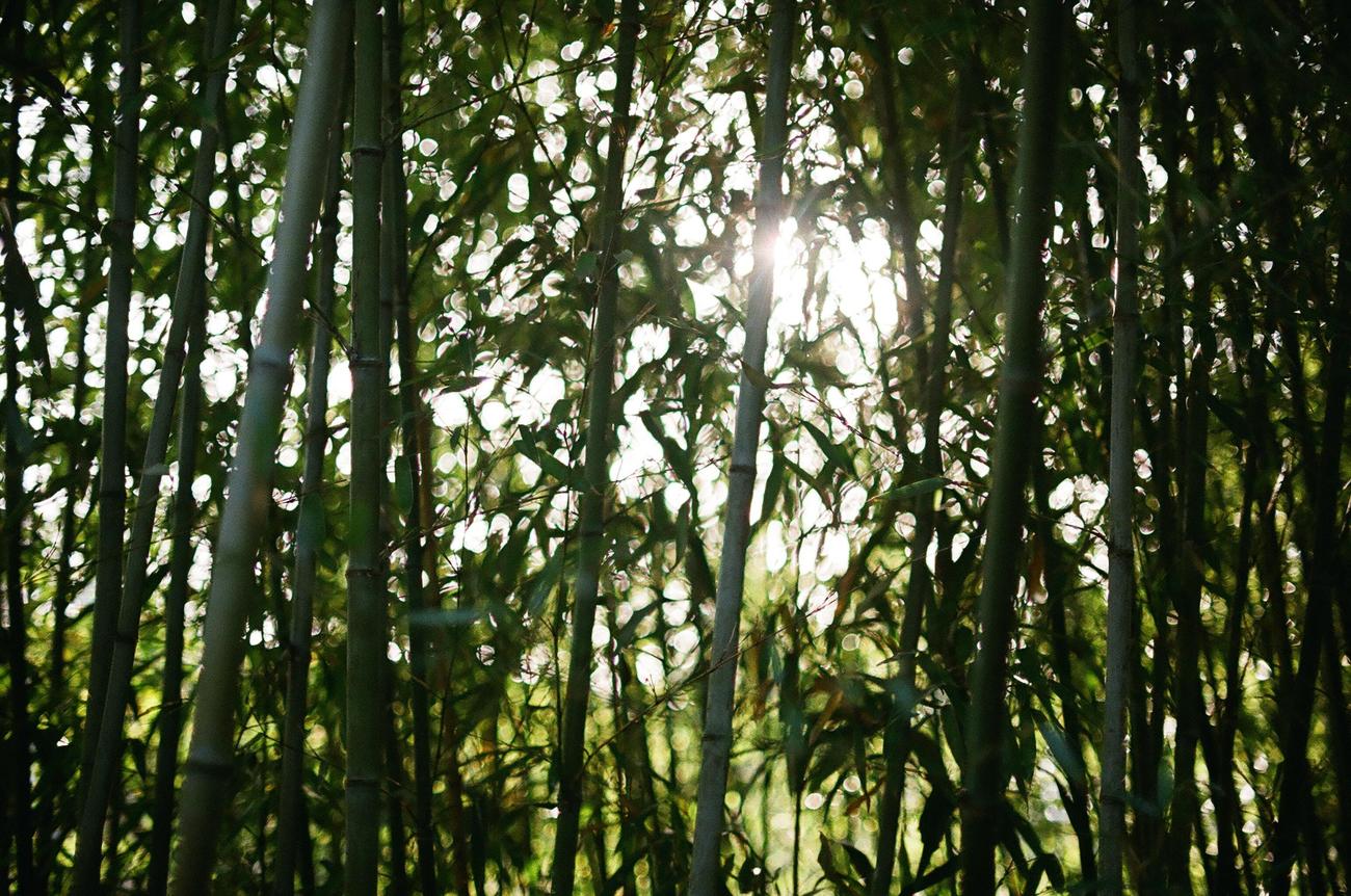 Is Bamboo A Tree Or Grass