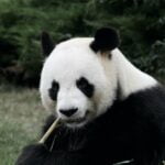 Is-Bamboo-A-Tree-Or-Grass_featured