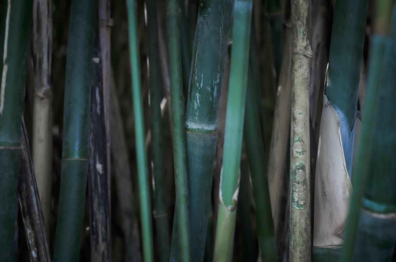 Is Bamboo A Tree