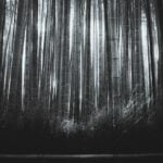 Is-Bamboo-A-Tree_featured