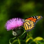 Lake-Of-The-Ozarks-Deaths_featured