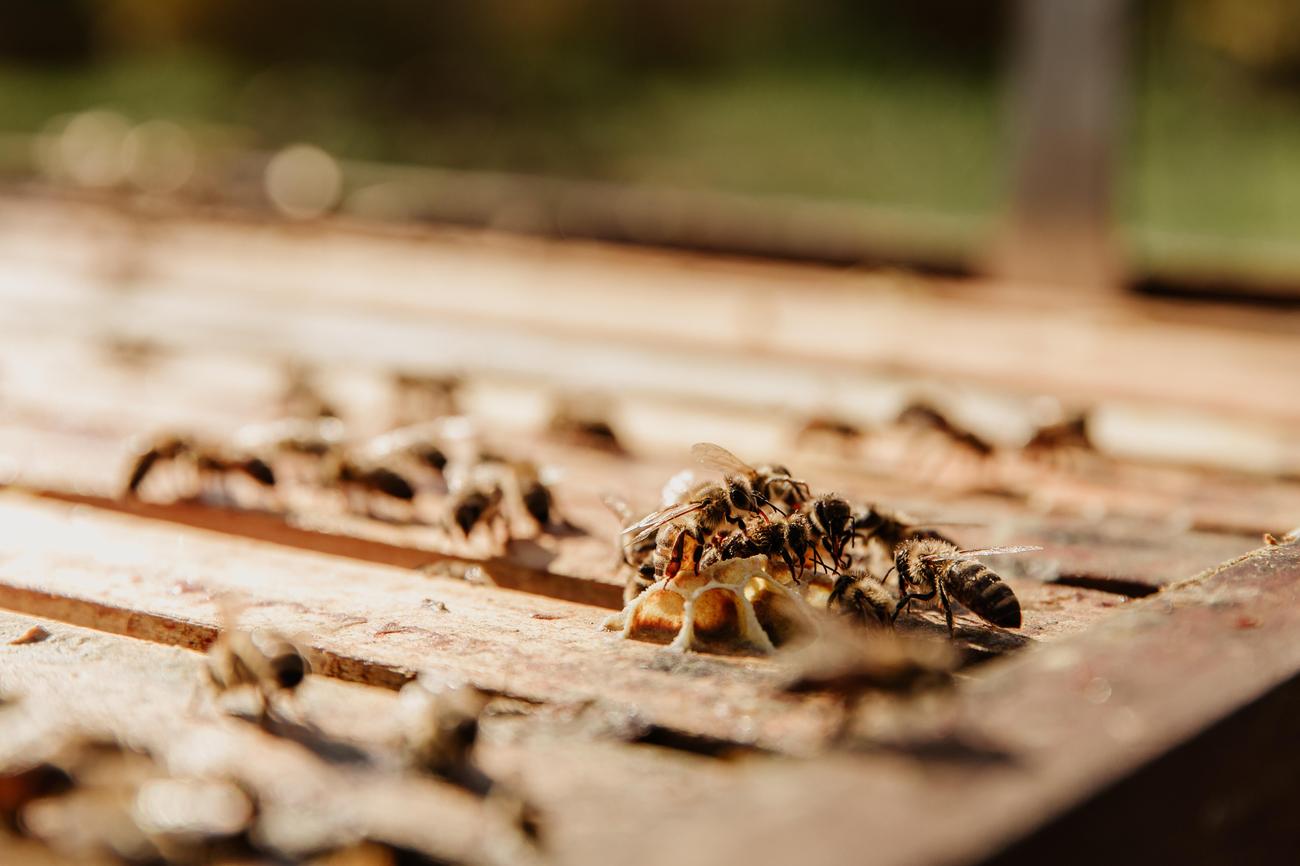 List 9 Important Of Termite