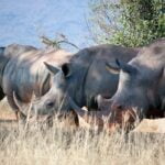 Malawi-wildlife-facts_featured