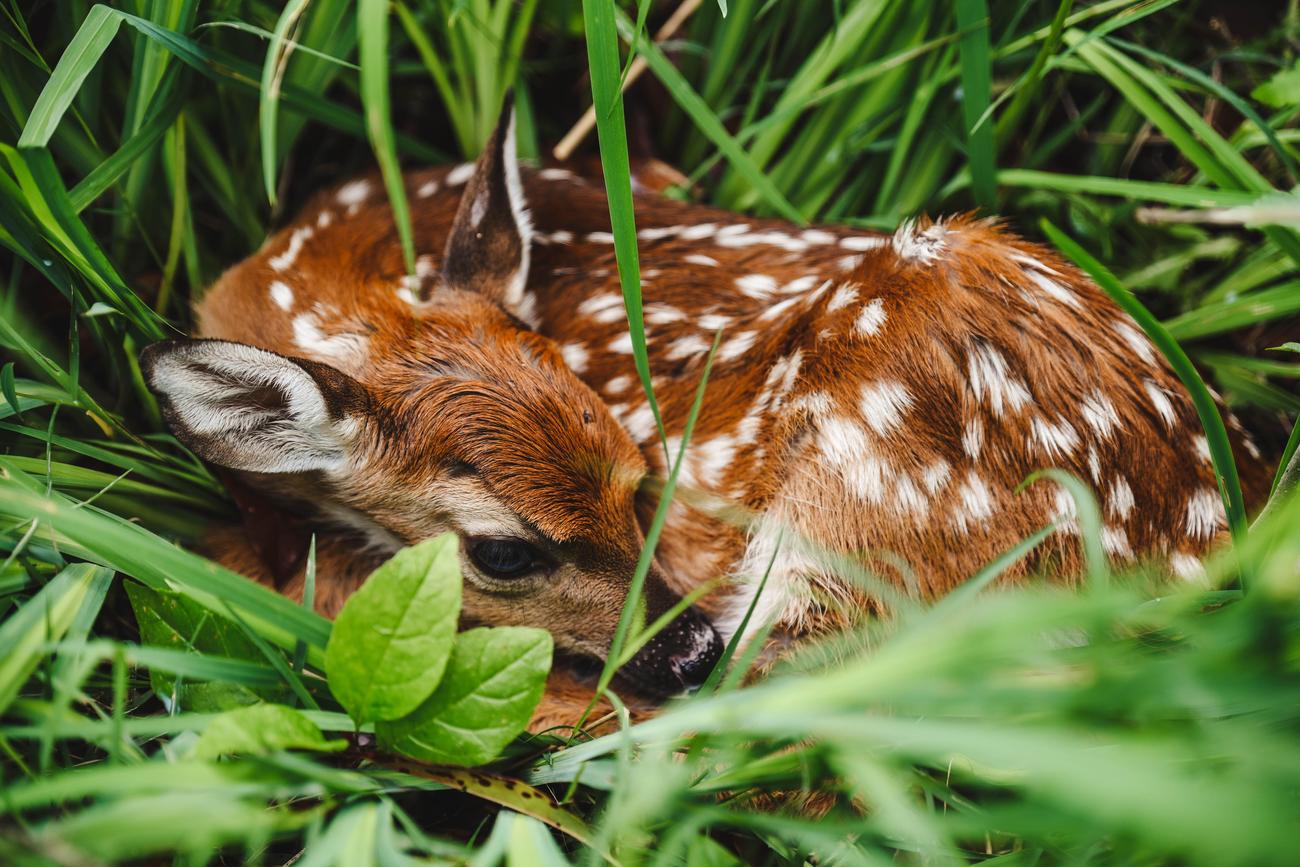 Native wildlife of Malawi