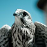 Native-wildlife-of-Malawi_featured
