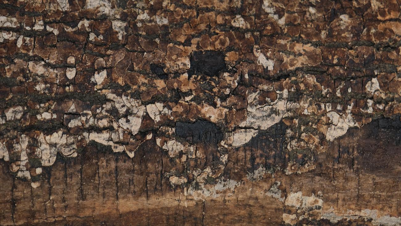 Queen Termite Facts