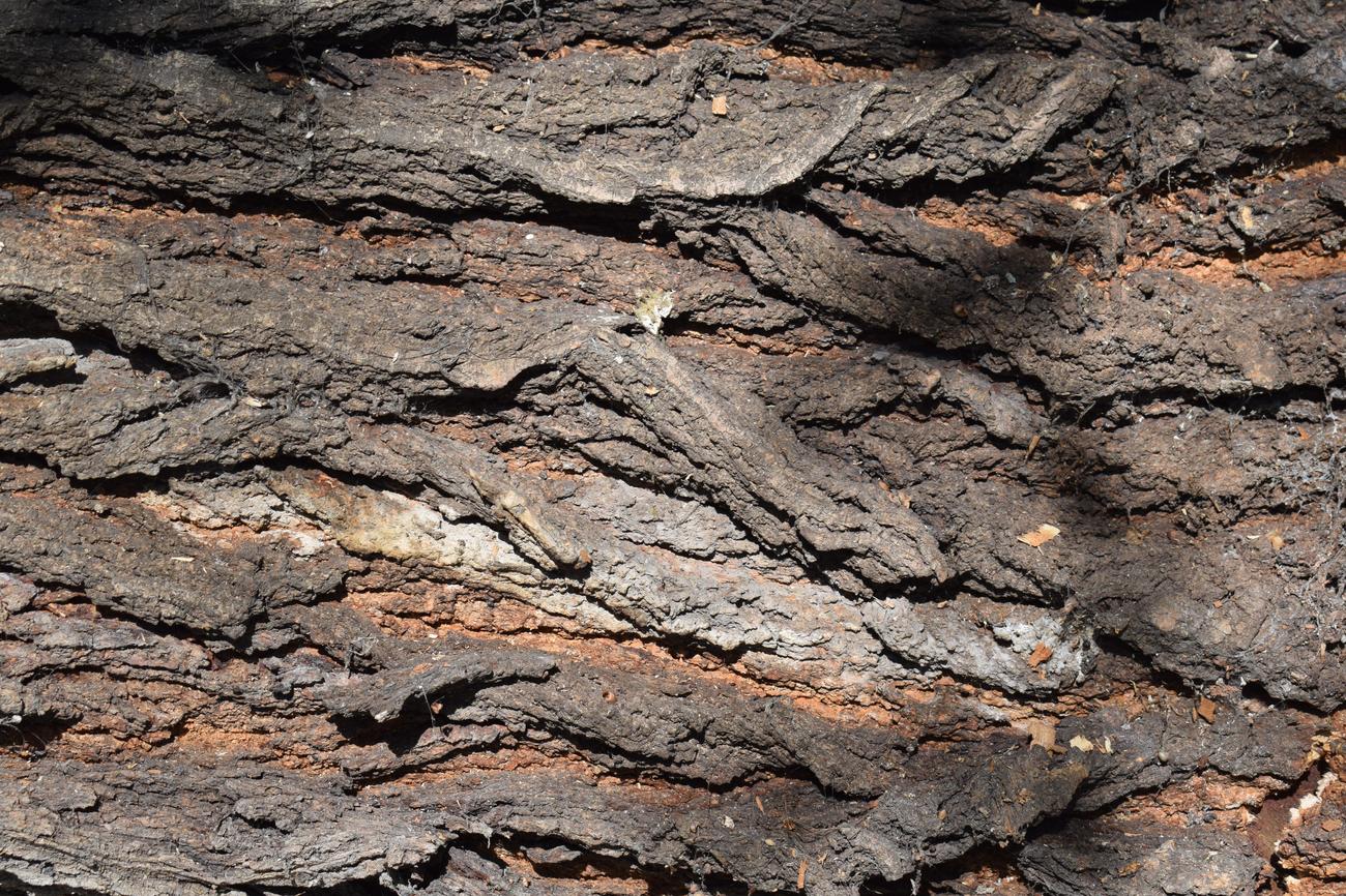 Queen termite trivia