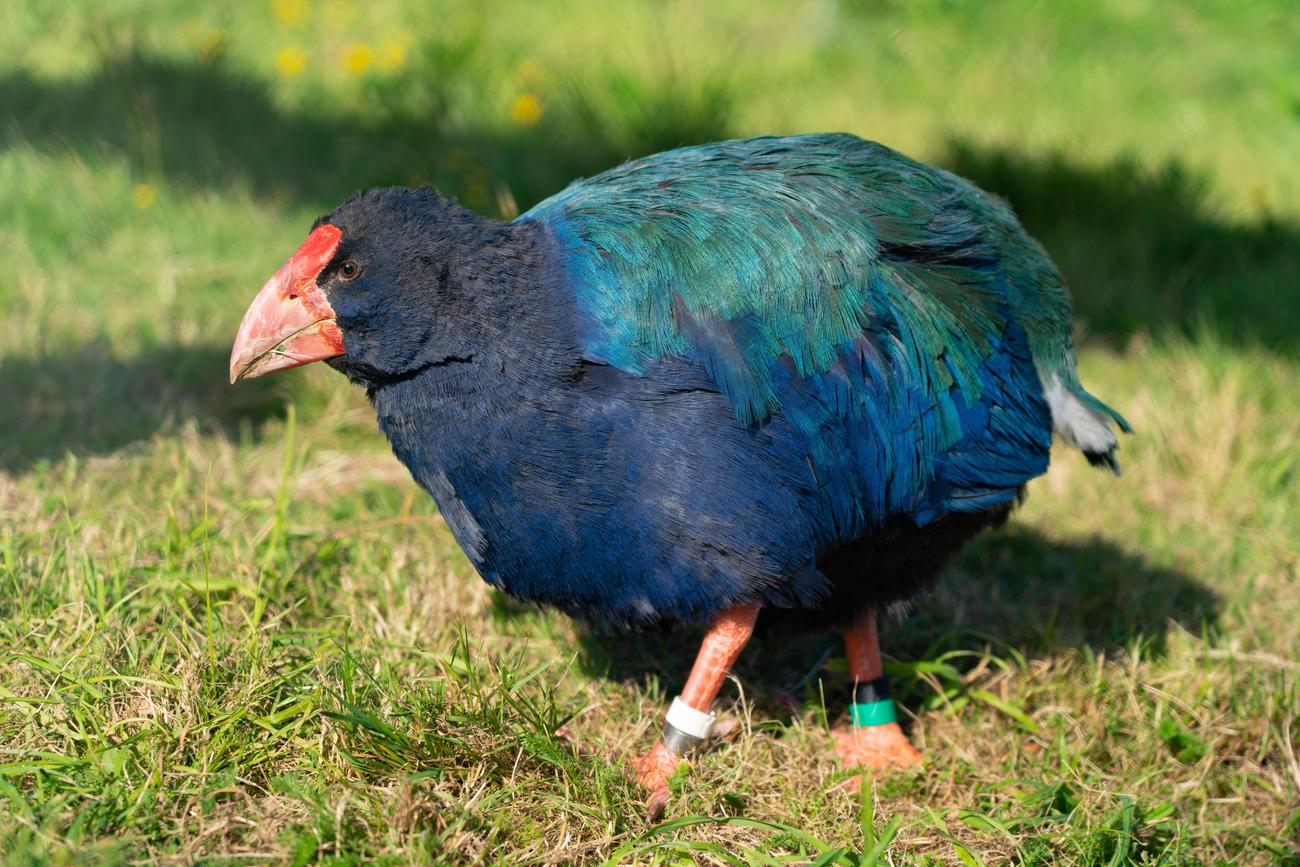 Rare animals in Malawi
