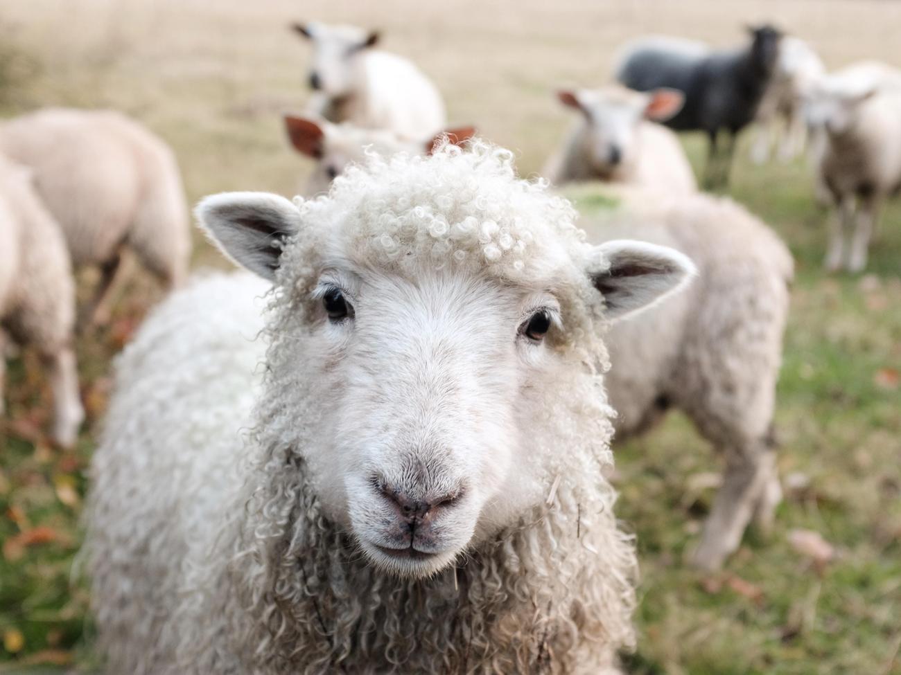 Sustainable practices in cotton farming