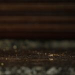 Termite-Fact-Sheet_featured
