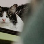 The-Bond-between-Vets-and-Pet-Owners_featured