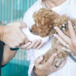 Unveiling-Veterinary-Specialists_featured