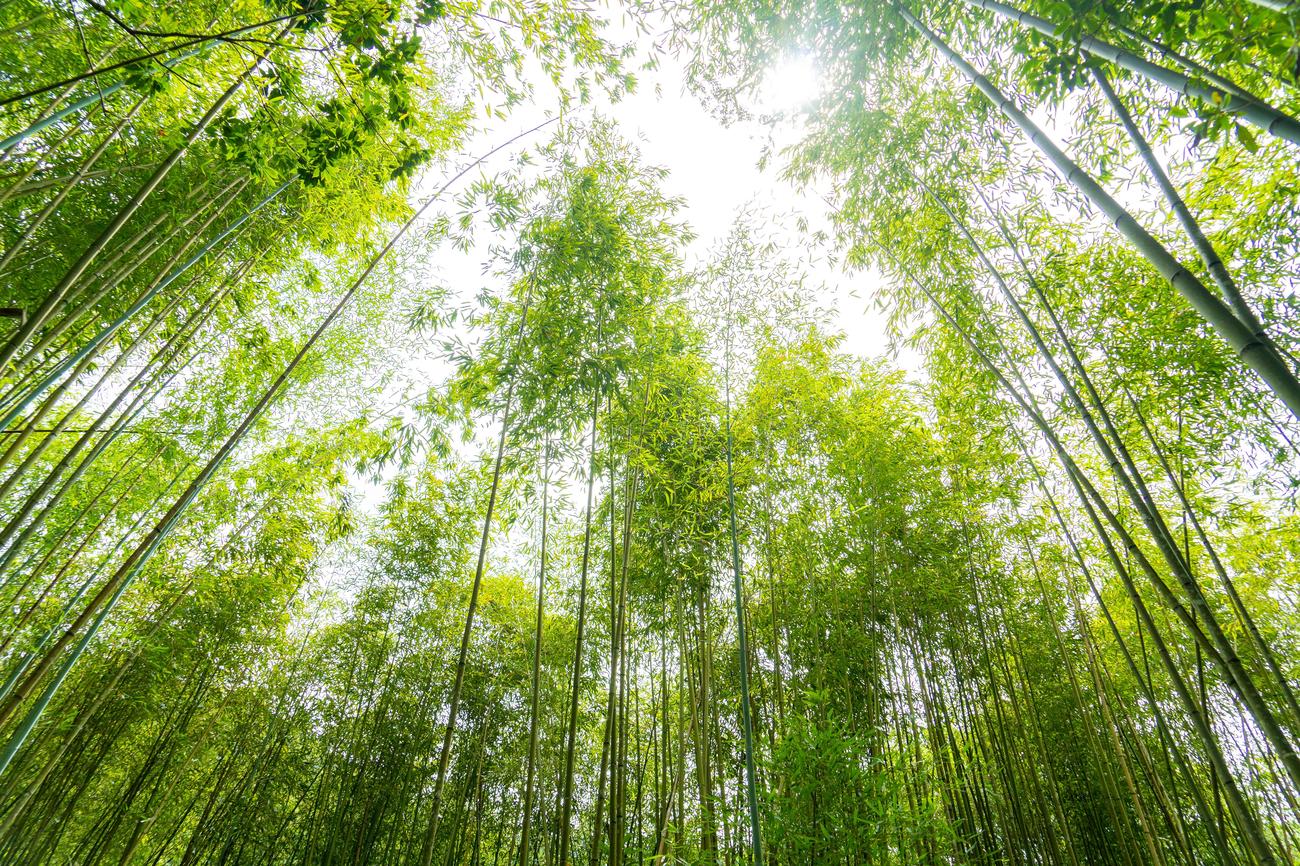Versatile uses of bamboo
